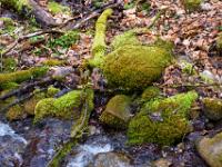 Bemoostes Quellbachufer - Schleierfall / Saulgrub